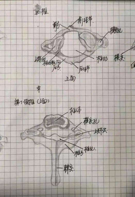 解剖图|绝了！浙江一大学老师手绘的人体解剖图如艺术品
