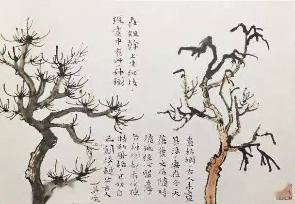 蟹爪,是槐树一类.