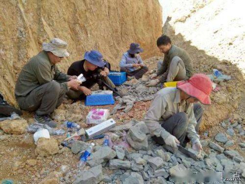 远古发现丨这种1000万年前的“豆角”，能吃吗？