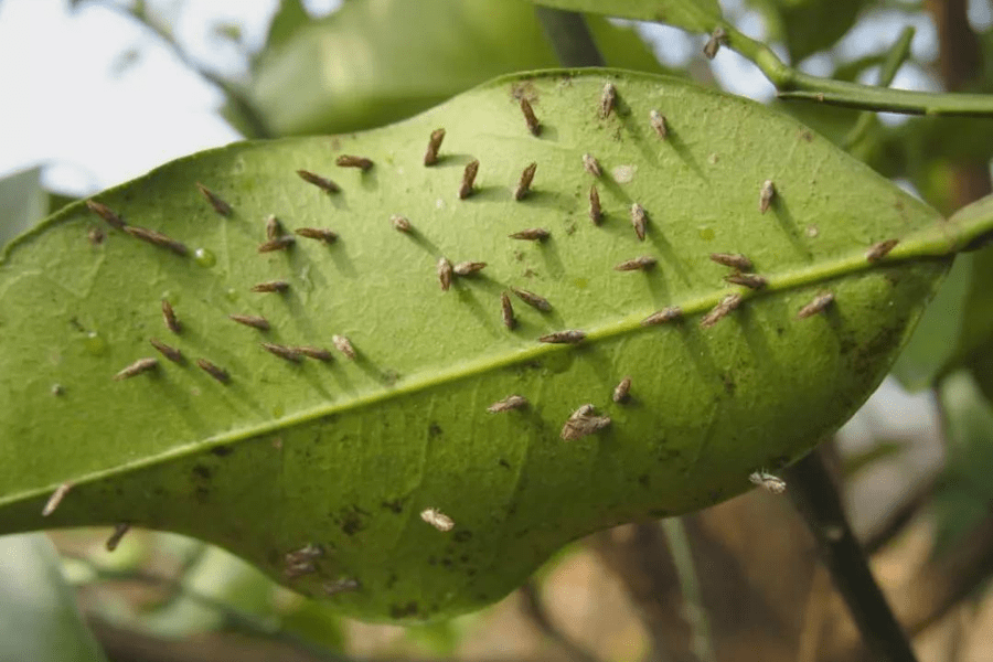 果技精选柑橘冬季清园清什么扑杀木虱阻断黄龙病传播