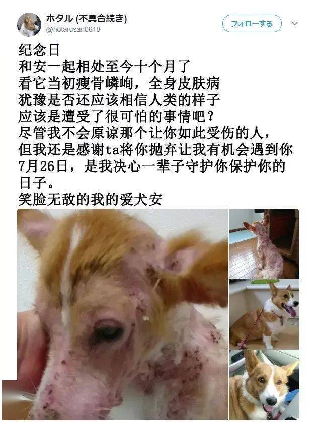 爱犬十个月后它蜕变成甜美柯基！这到底经历了什么呢？