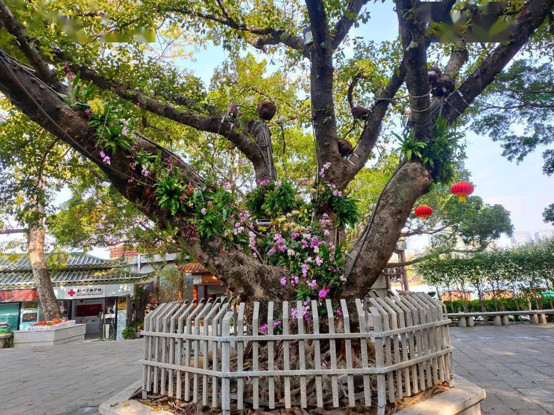 榕树开花季节图片