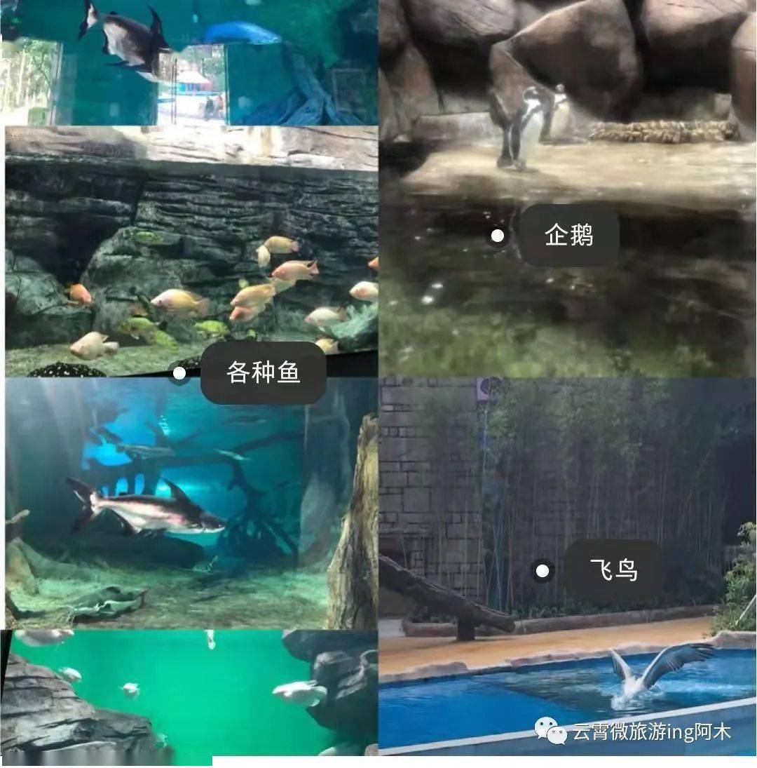 齊歡特惠價68元起長泰天柱山歡樂動物大世界三棲館海底隧道天柱仙境