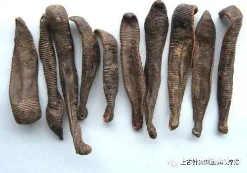 每天学一味中草药——水蛭(彩图)_功效_用法_作用