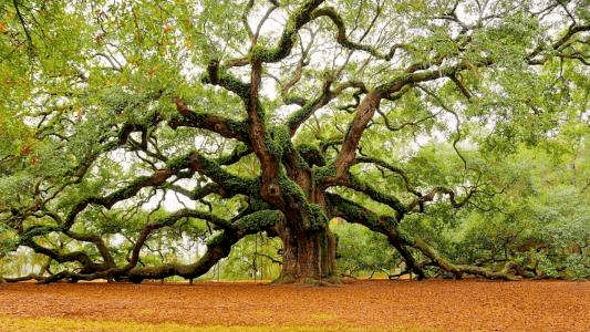 惊艳全球的8棵树，最老一棵上千年，美得无法言说