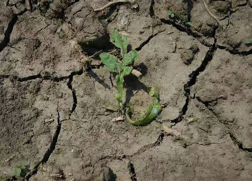 土壤太咸了作物遭殃了盐渍化咋解决