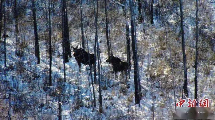国家一级保护动物！黑龙江呼中国家级自然保护区发现3只驼鹿