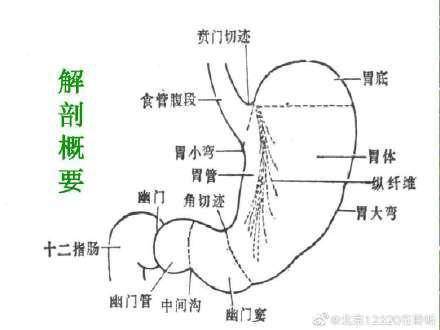 胃幽门图解图片