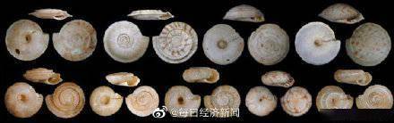 生物多样性大规模灭绝正在进行中