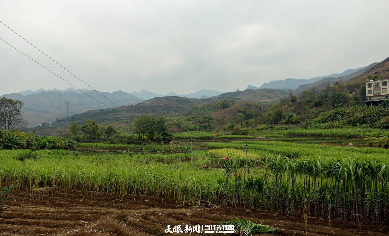 興仁九盤村:甘蔗採收忙_村民_種植_匡奇燃