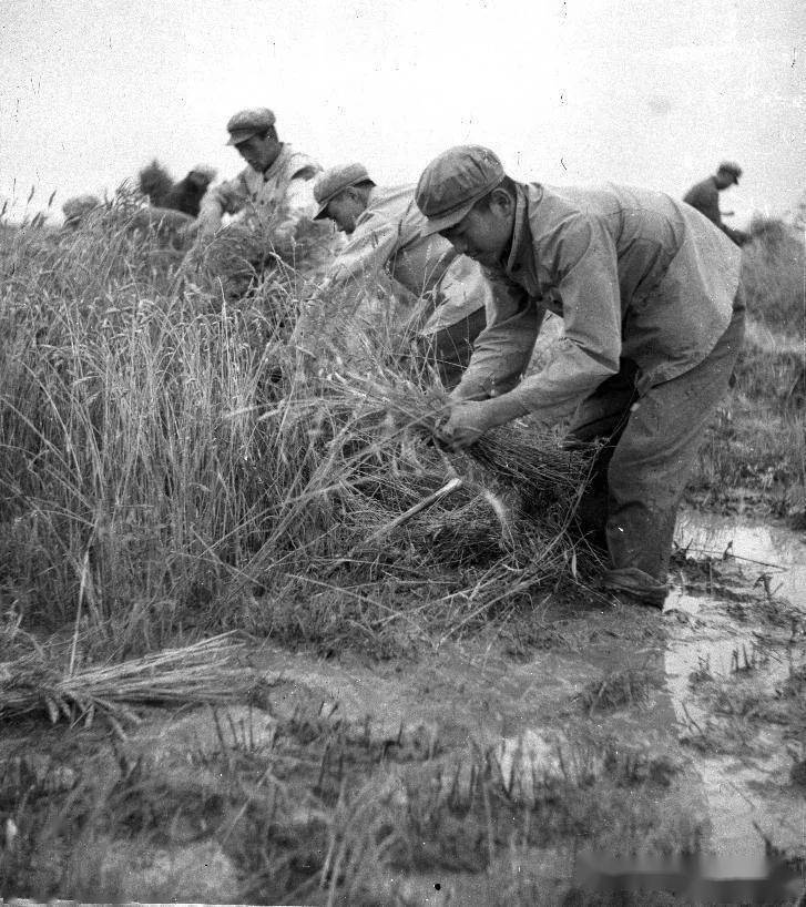 856关注一组来自856农场的老照片轰动国人