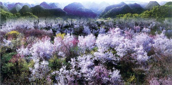 贵州荔波：万亩梅原美上天 一起穿越“梅”好时光