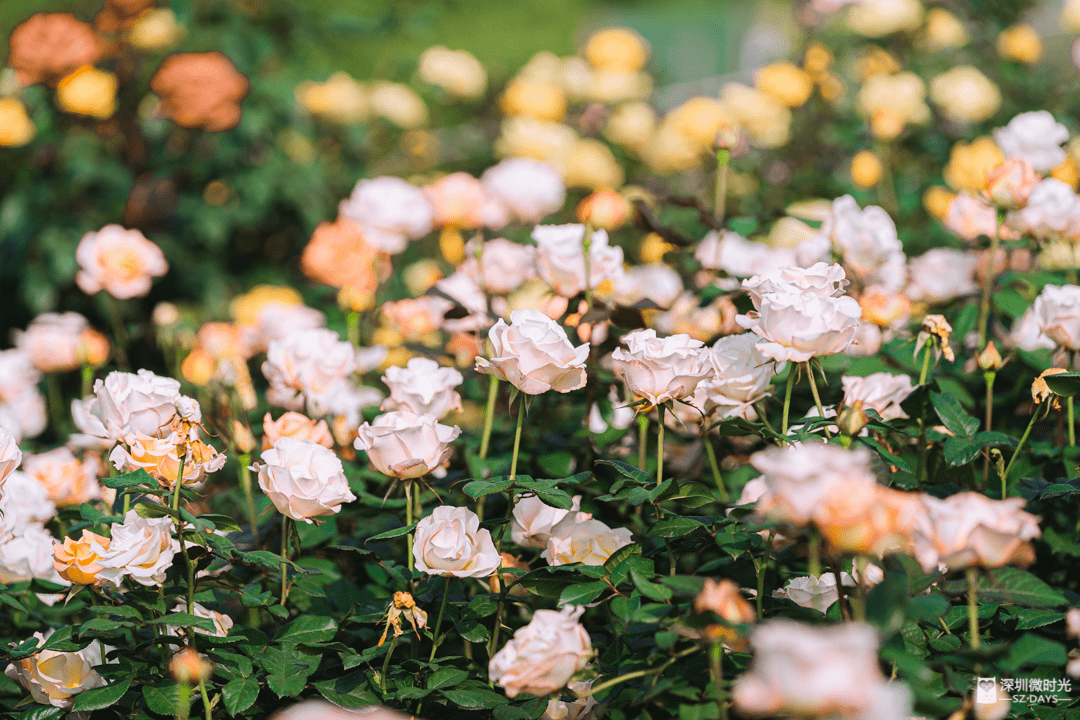 花海|2022年的第一片花海，被疫情给耽误了