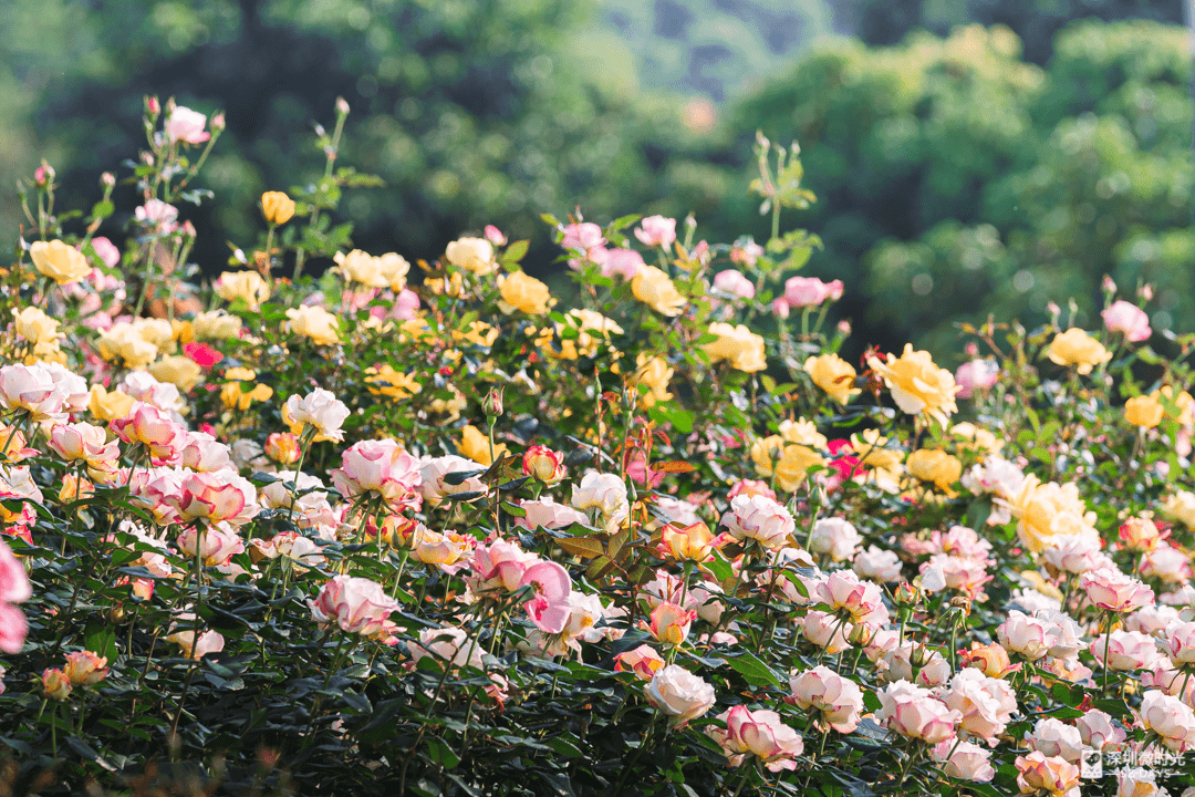 花海|2022年的第一片花海，被疫情给耽误了