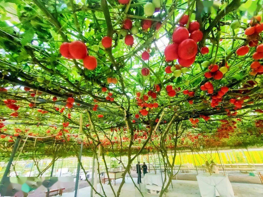 高新无土栽培展区规模化无土栽培展区基质栽培展区热带果树园鲜切花卉