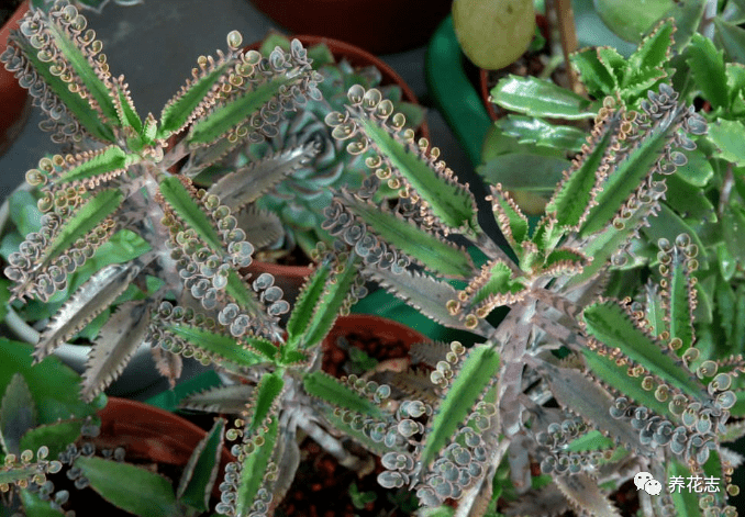 不死鸟多肉植物宽叶 f6b6258074704c76abd5405f06e515e1.png