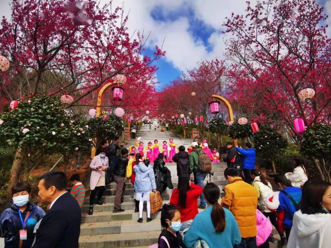 漳平市第十一届樱花福文化旅游节今天开幕