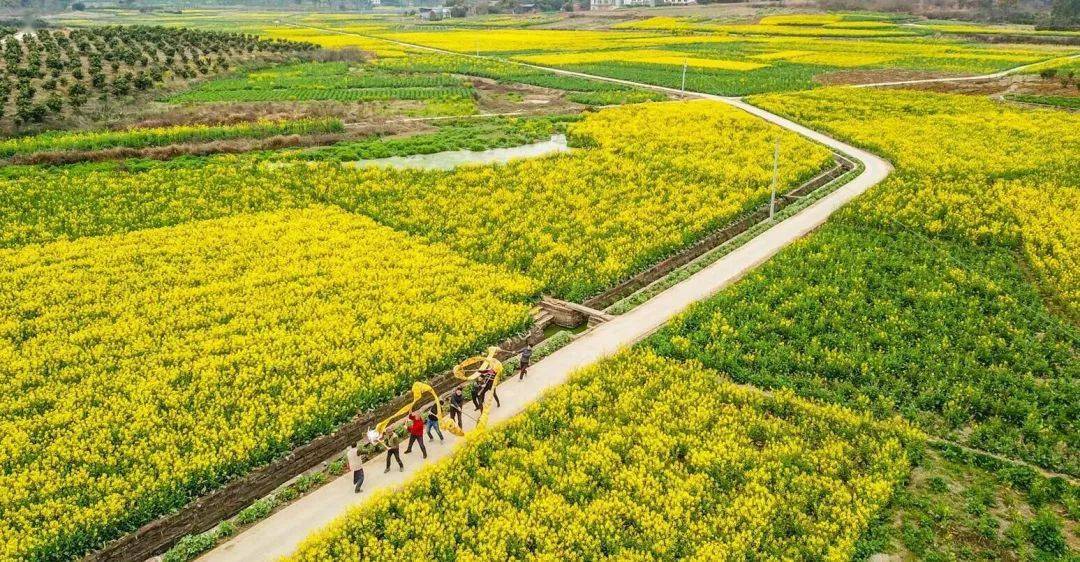 美成都油菜花已悄悄開放