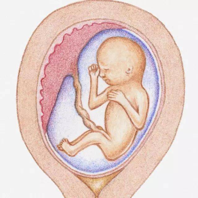 怀孕1到9个月的过程图图片