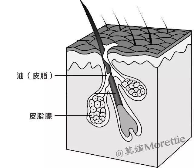 方法如何辨别自己的肤质？