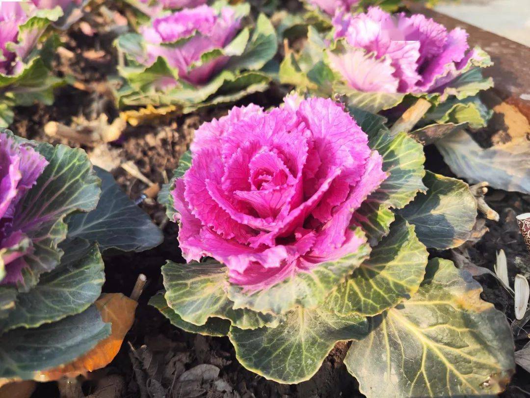 四款骁龙8系列手机拍照横评！各有各的离谱。。。