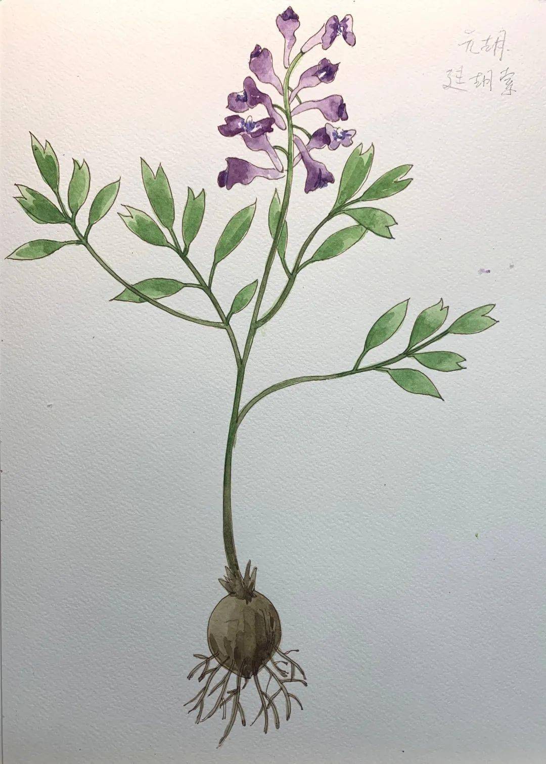 带着江南气息的中草药园地新旧浙八味药材齐全