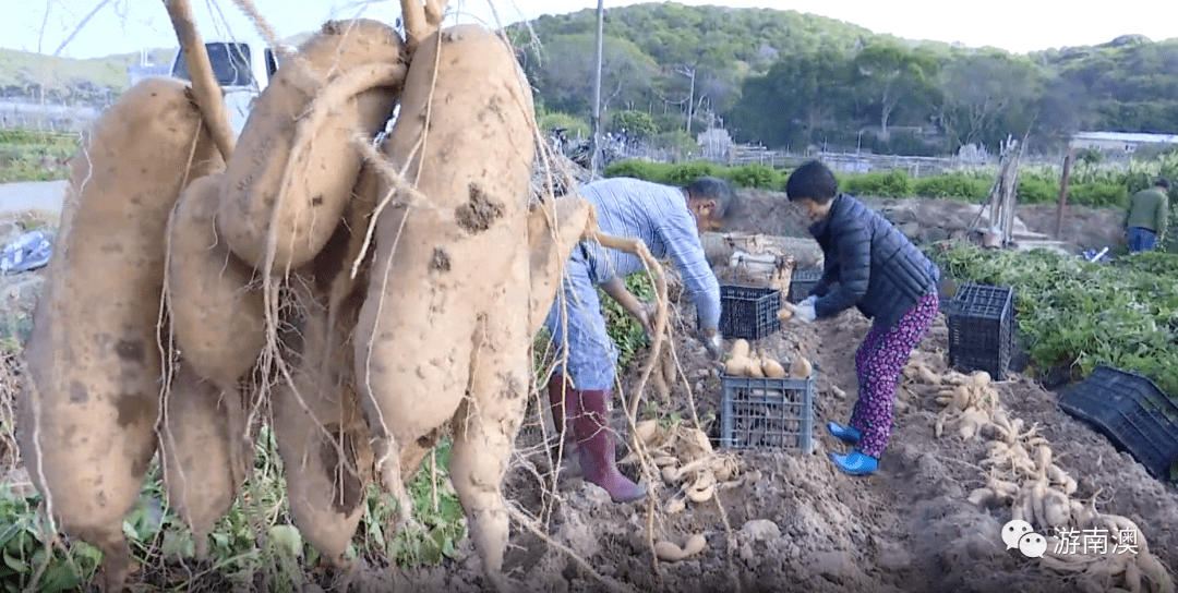 迎春优质年货节活动来啦南澳金薯代表南澳优质农产品之一参加