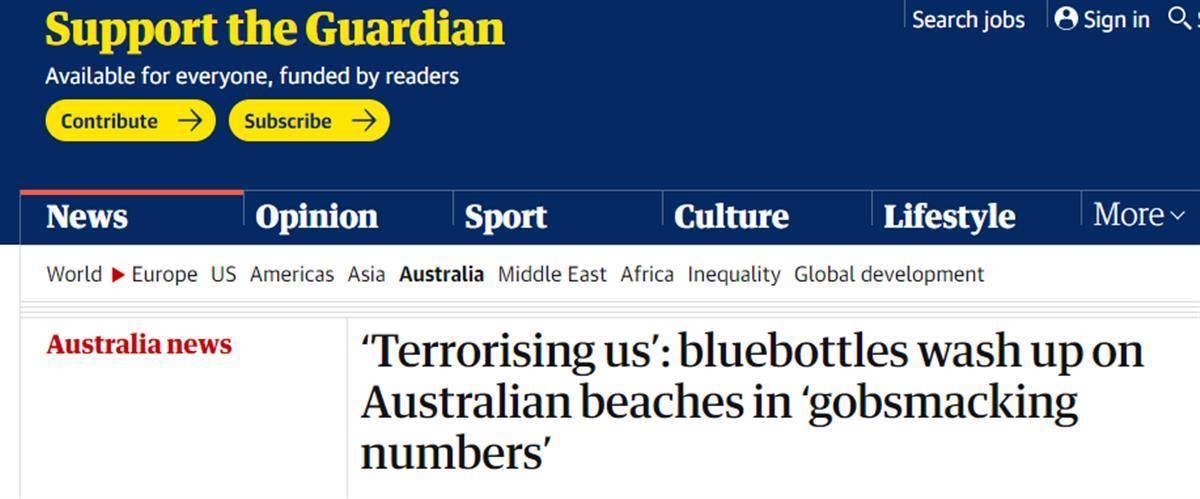 澳大利亚海滩来了一群“神秘生物”，碰了会有强烈痛感