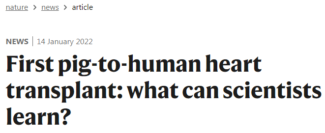 换「猪心」9天，美国57岁男子能下地走路了！