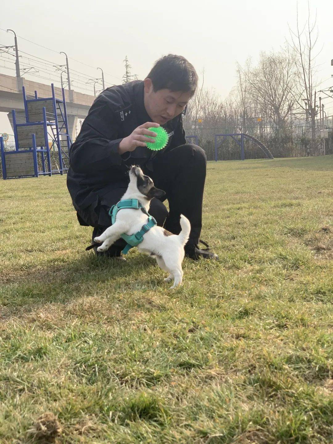 与警犬零距离的机会来了本周日上午除了主角杰克罗素梗犬兄弟外不