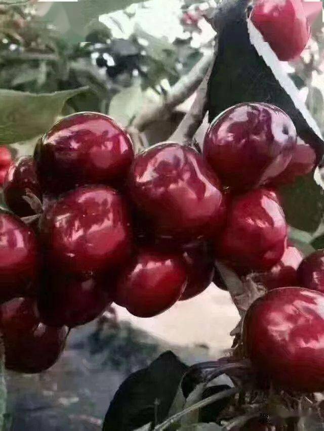 俄罗斯8号樱桃抗寒性好果肉甜肉肥厚耐储运香味浓