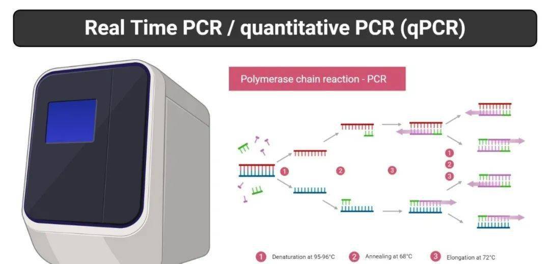 一文get TaqMan探针法实时荧光定量PCR技术_检测_曲线_定性分析