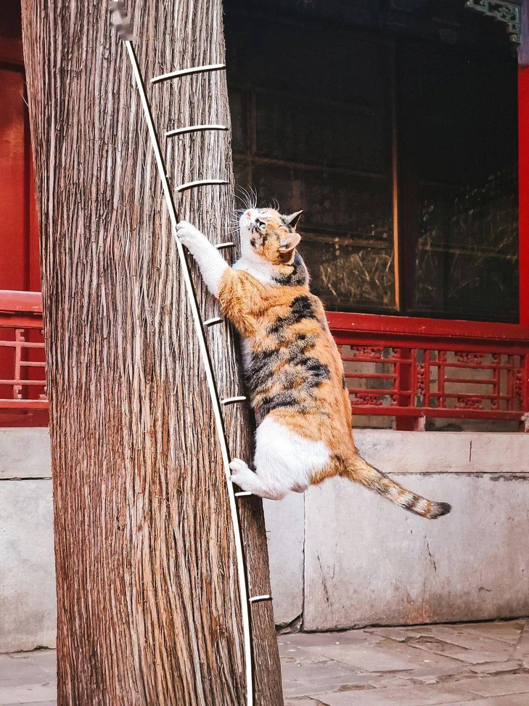 贺岁|顶流明星贺岁,送你全年表情包