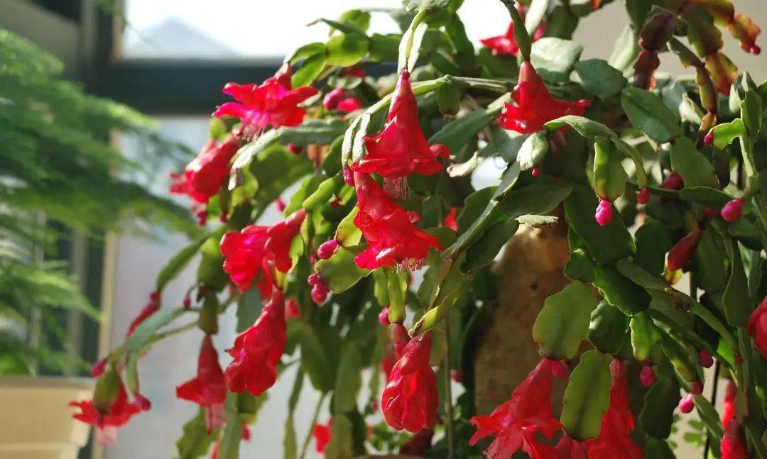 蟹爪兰浇水方法视频 78838ebc25fb46df8d11df8a5ab5ec6f.jpeg