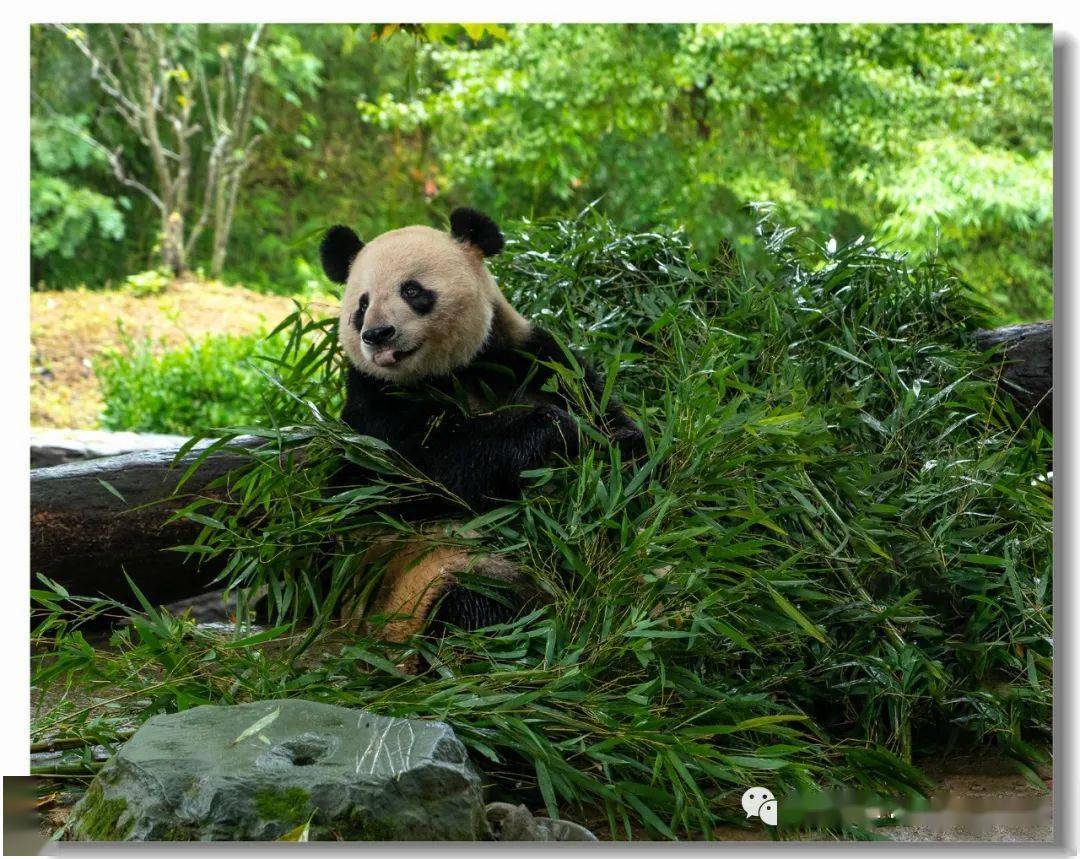 憨態可掬的中華國寶大熊貓——四川西部風情之七_保護_動物_時間