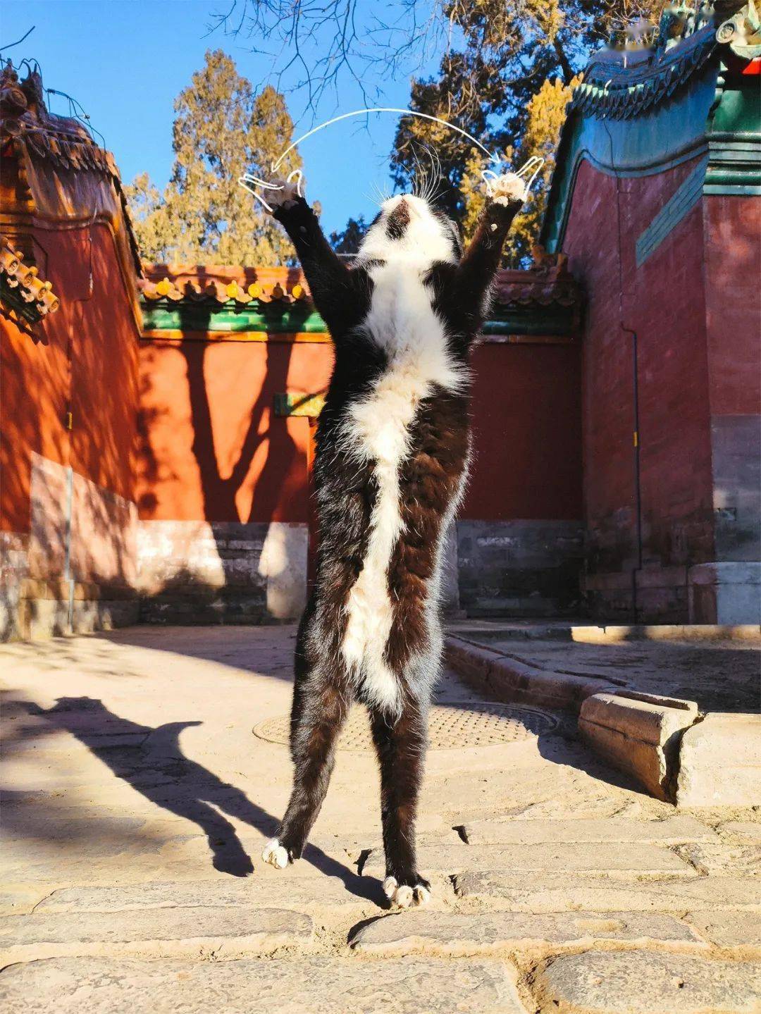 贺岁|顶流明星贺岁,送你全年表情包