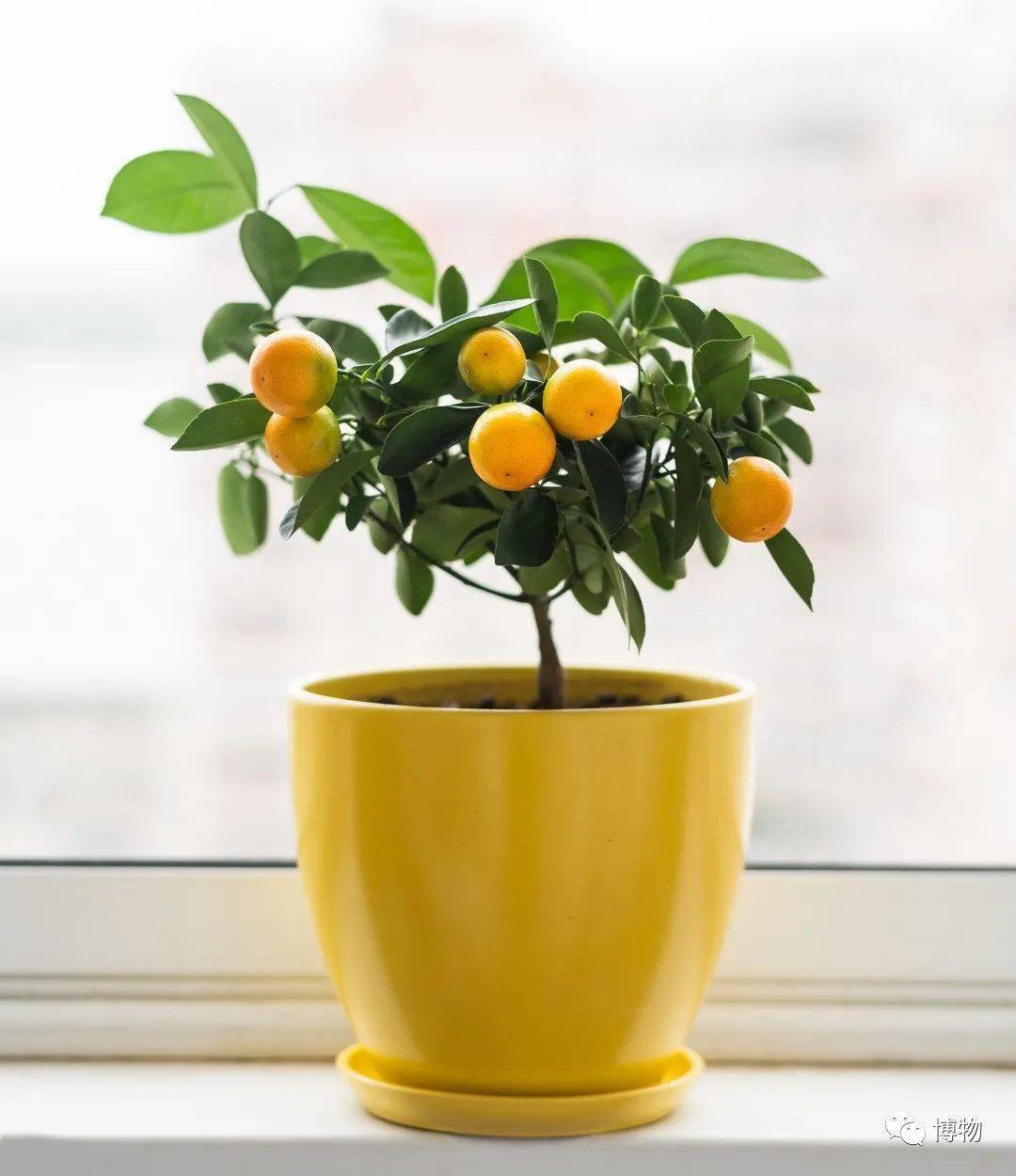 一个讨论吃金橘到底要不要剥皮