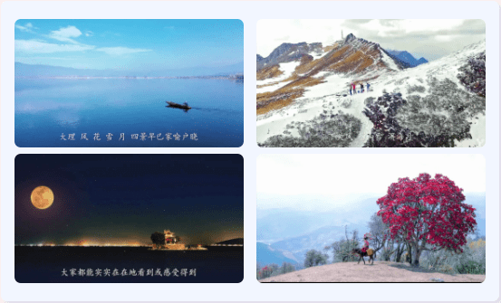 “上关花”到底是什么花？这部纪录片带您揭开苍山“金花”的面纱_大理_寻找_洱源县