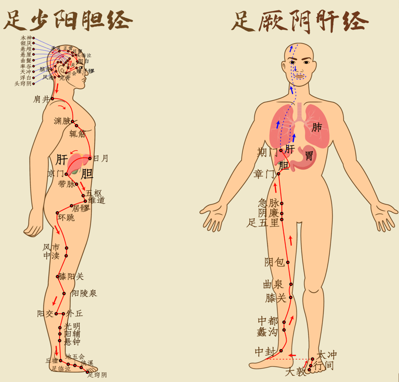 腿肚子上的经络图图片