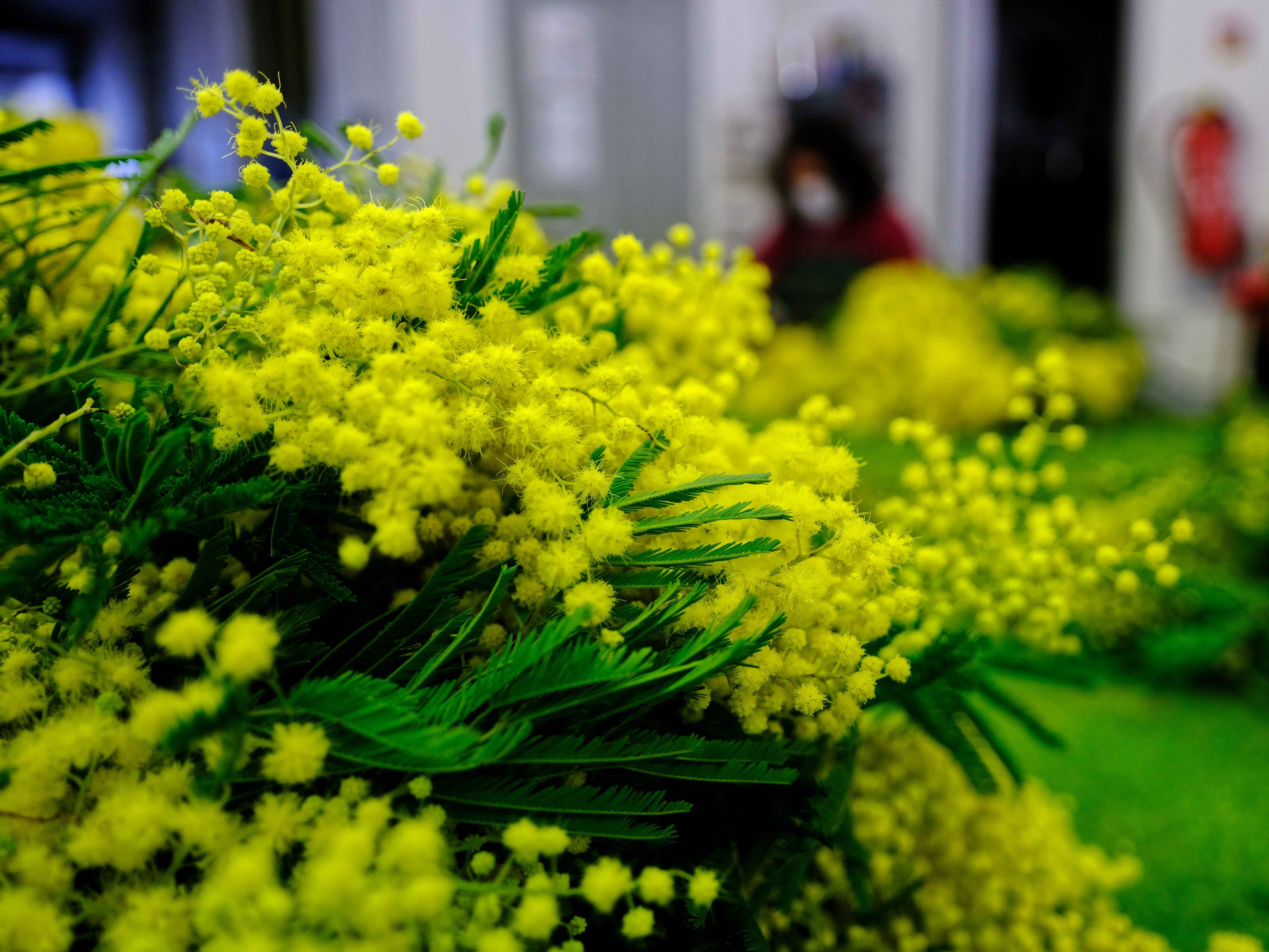 季节|法国南部：金合欢盛开