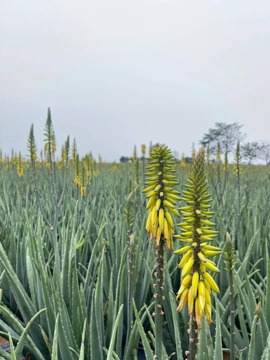 台山普罗旺斯芦荟花海游瑷露德玛芦荟庄园探索芦荟真谛体验有机原生态