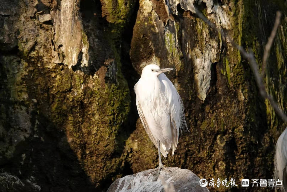 动物园内,寒冷的天气白鹭也无精打彩_济南_戚勇_动物园