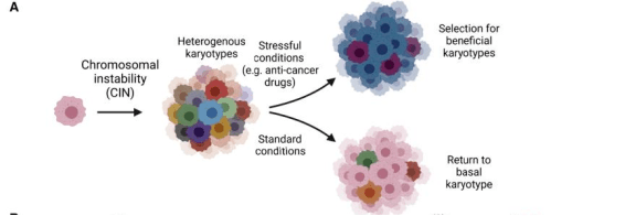 实验|《细胞》子刊：癌细胞“玩儿命”耐药！冷泉港科学家发现，染色体不稳定性对癌细胞有害，但也会促进癌症获得耐药性丨科学大发现