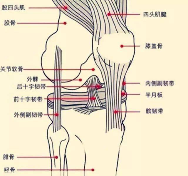 67膝盖是运动者最常受伤的关节