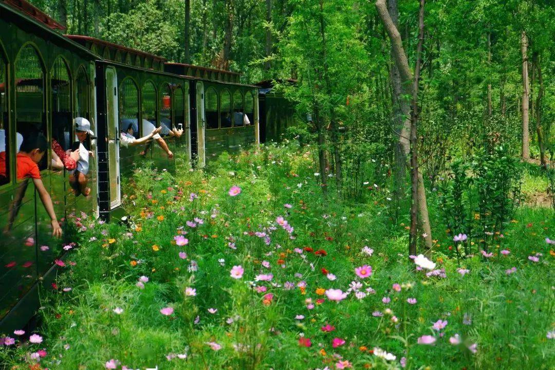 网红打卡点之合肥滨湖国家森林公园～～_建设_生态_包河区