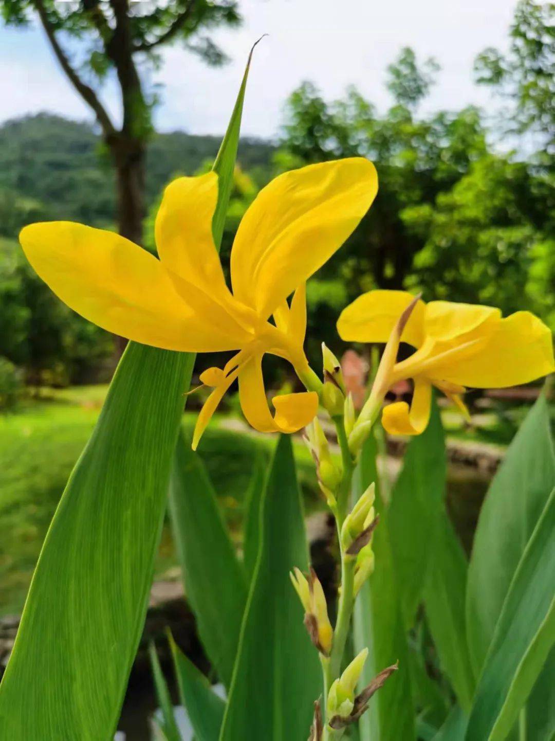 「洪立新简历」荷花语|春诗|读者，洪立凡