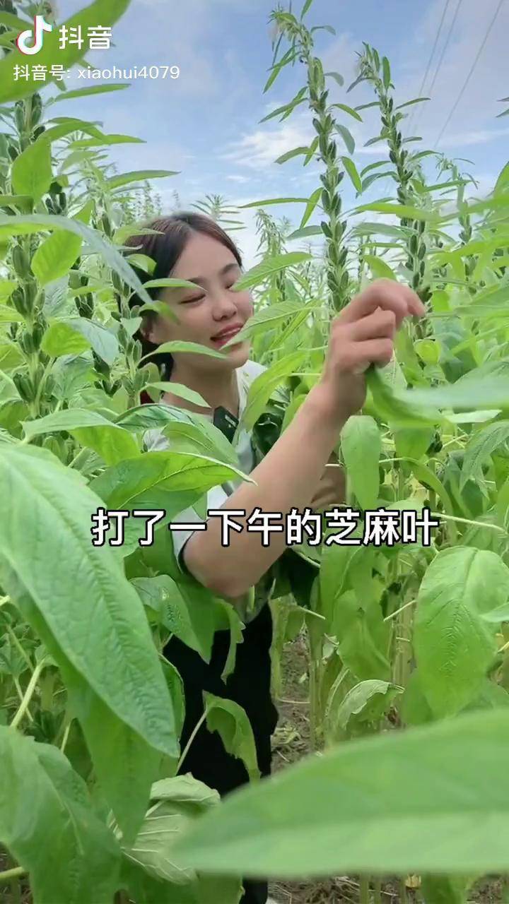 一下午打了两筐芝麻叶回来 晒个三五天 做个芝麻叶扣肉 咱们河南的