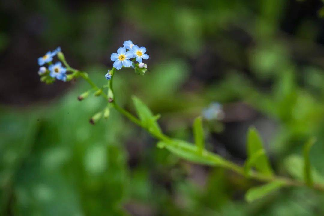 藍色|《鼴鼠的故事》| 影片里的植物世界