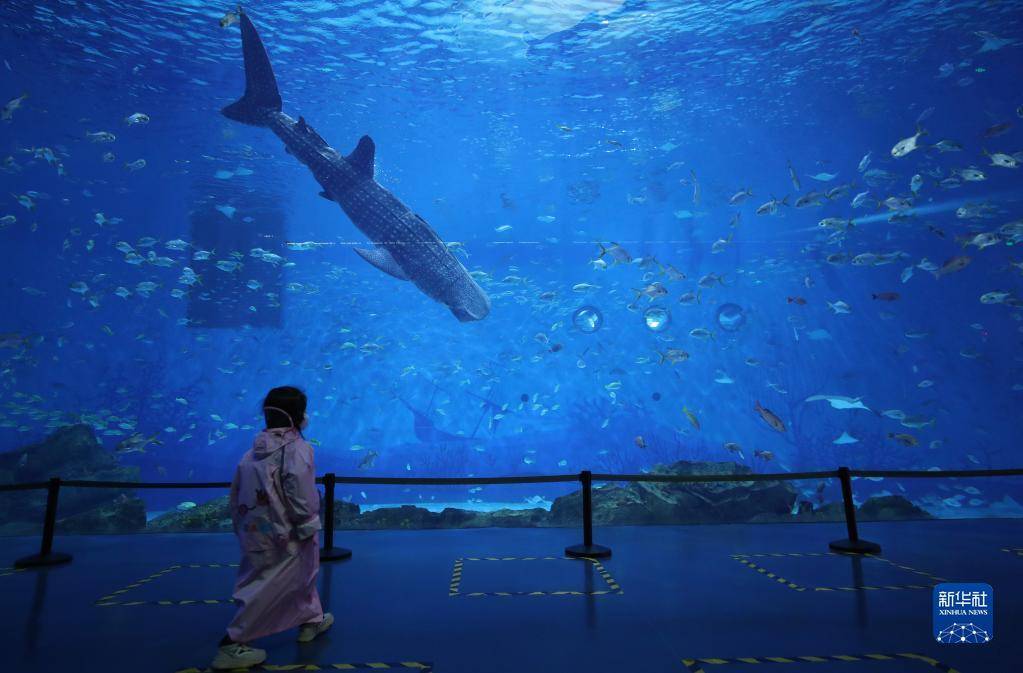 仿生鲸鲨现申城