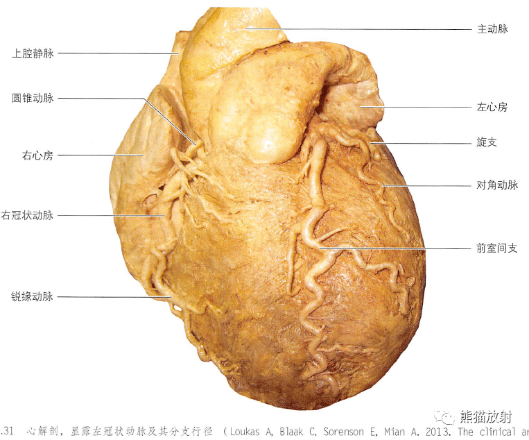 分支行径心主要静脉心淋巴系统心丛的组成↓ 内容节选自:《格氏解剖学